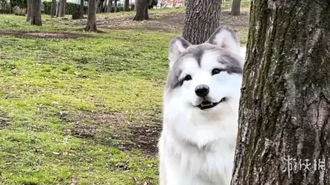 大乐透期号专家质合分析：缺阵太阳应对超级挑战